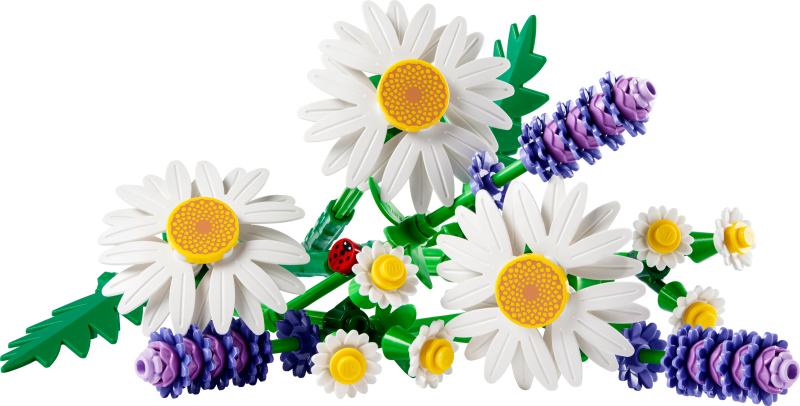 11508 Gänseblümchen